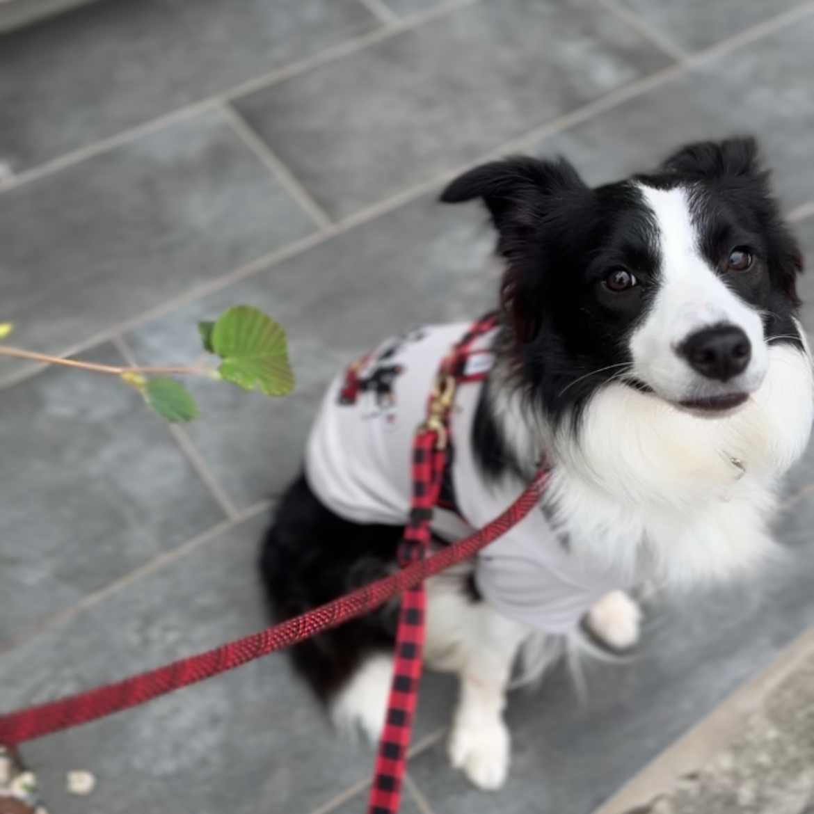 おそろいセット　トレーナー&犬服